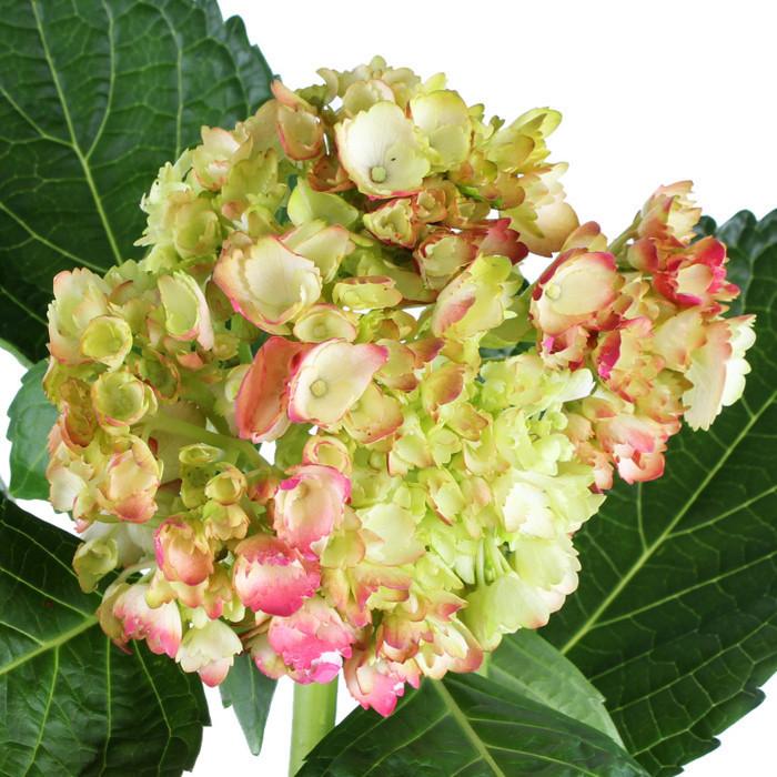 Hydrangea Airbrushed Coral Antique - BloomsyShop.com