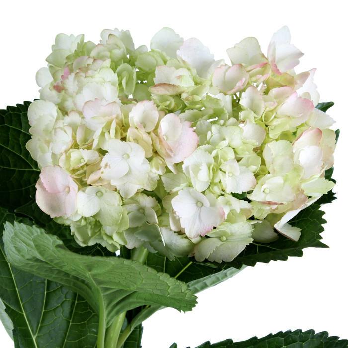 Hydrangea Airbrushed Light Green Antique - BloomsyShop.com