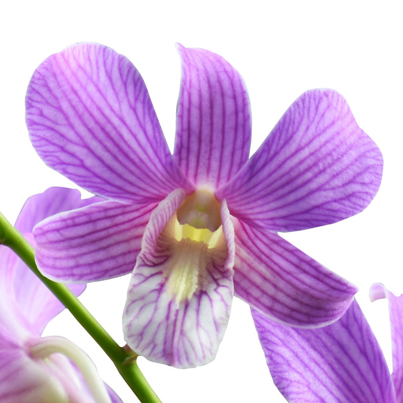 Dendrobium Orchids Candy Stripe