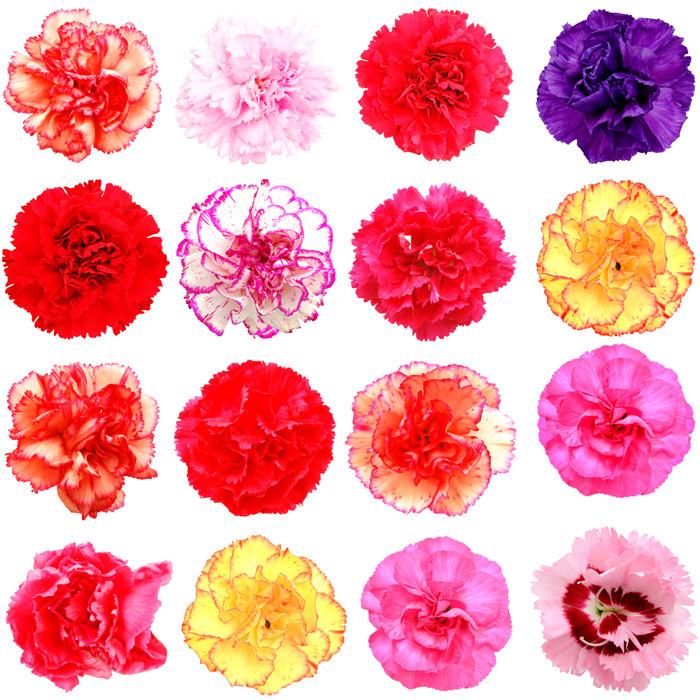Carnations Assorted - BloomsyShop.com