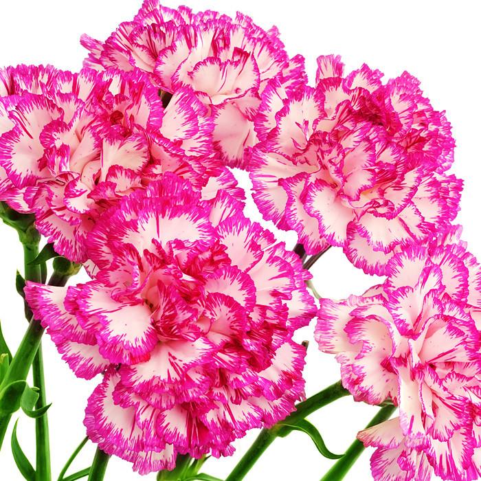 Carnations Bicolor Pink and White - BloomsyShop.com
