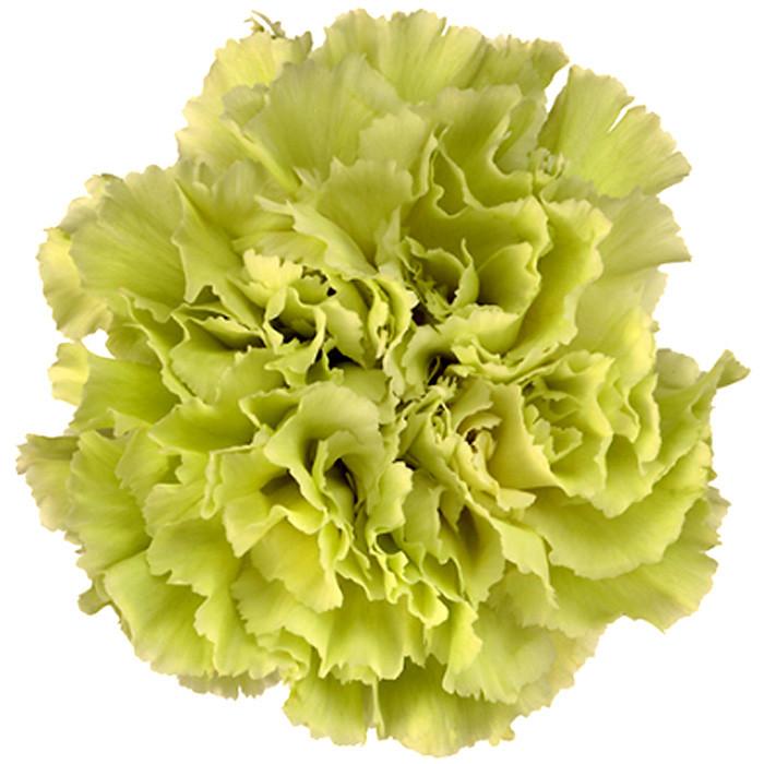 Carnations Green - BloomsyShop.com