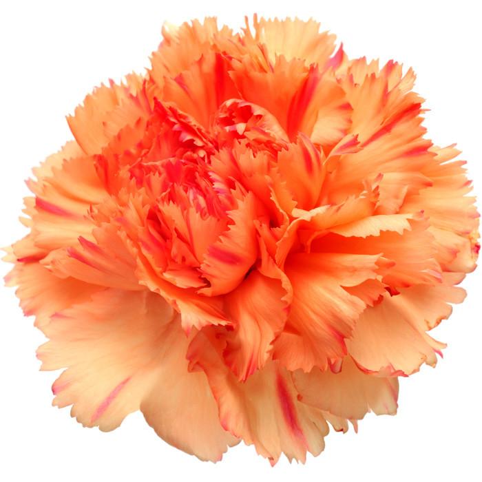 Carnations Orange - BloomsyShop.com