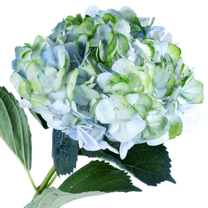 Hydrangea Airbrushed Celeste Green - BloomsyShop.com
