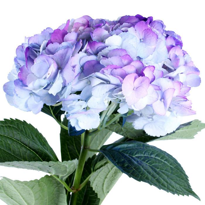 Hydrangea Airbrushed Celeste Lilac - BloomsyShop.com