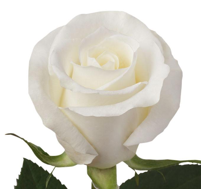 Roses White Escimo - BloomsyShop.com