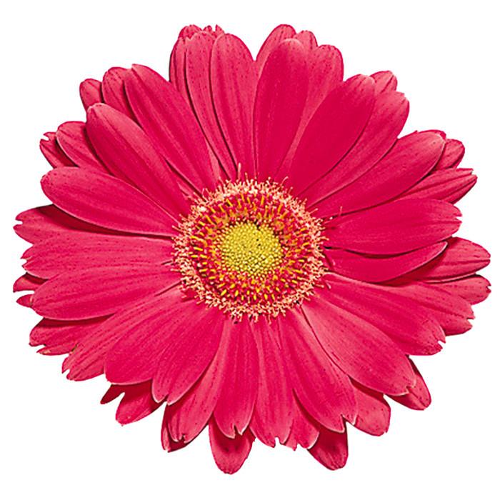 Hot Pink Gerbera Daisy - BloomsyShop.com