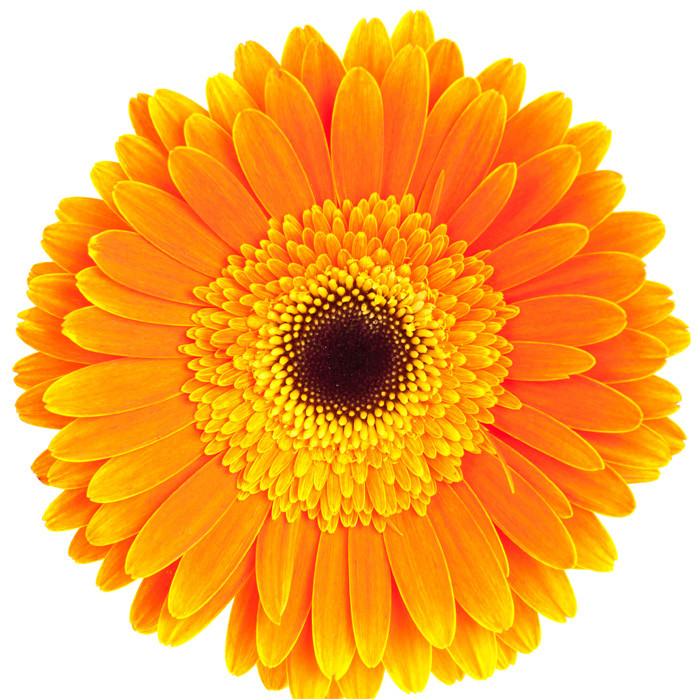 Orange Gerbera Daisy - BloomsyShop.com