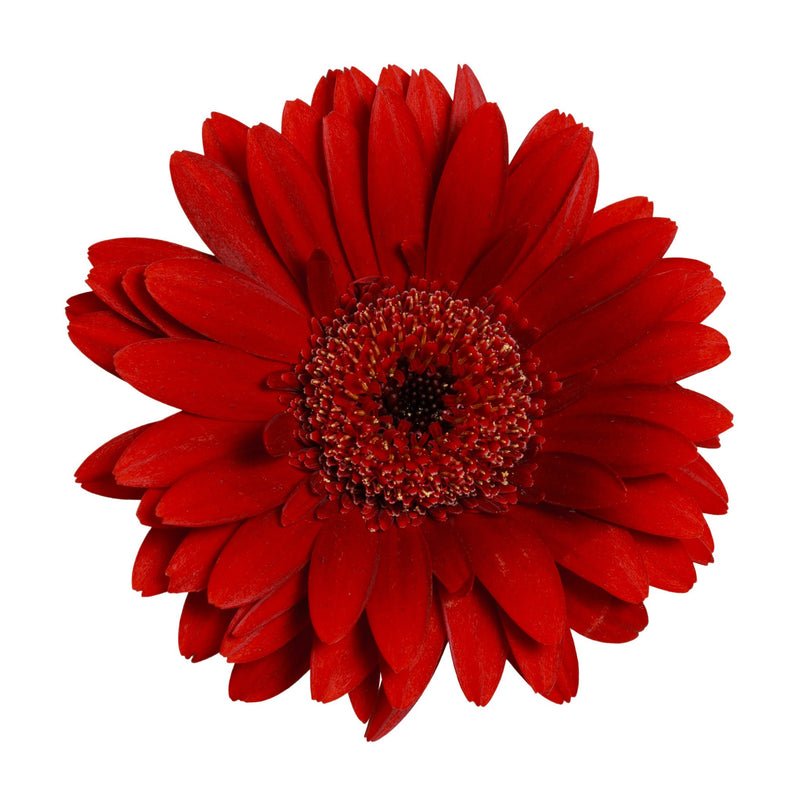 Red Gerbera Daisy - BloomsyShop.com