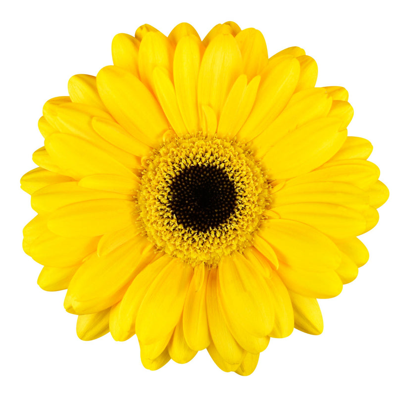 Yellow Gerbera Daisy - BloomsyShop.com