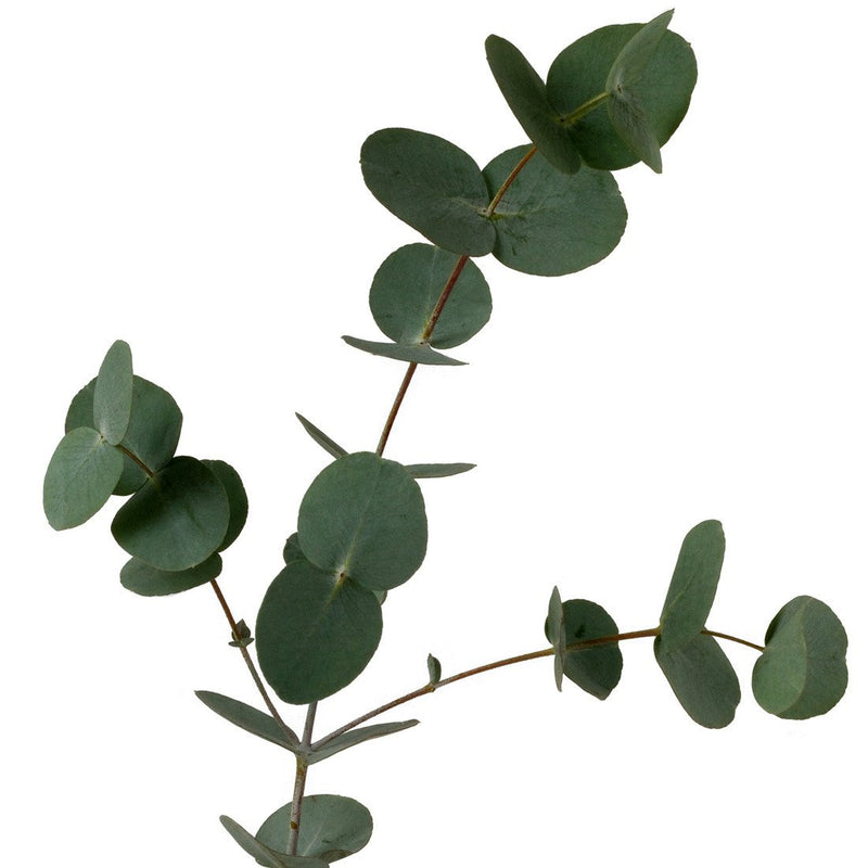 Green Eucalyptus Baby Blue - BloomsyShop.com