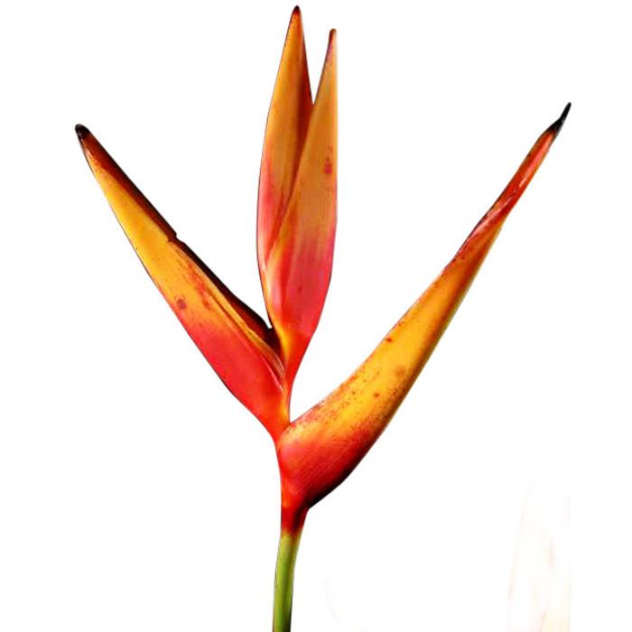 Tropical Heliconia Psittacorum - BloomsyShop.com