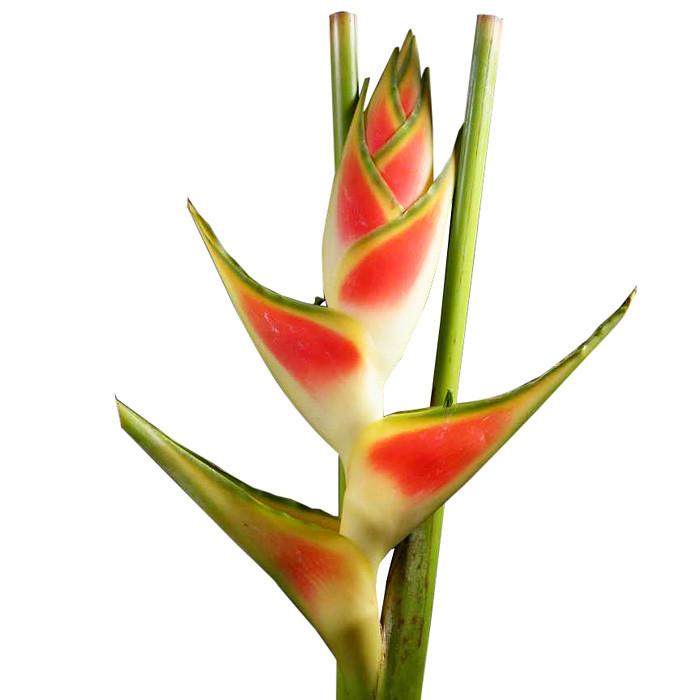 Tropical Heliconia Wagneriana - BloomsyShop.com