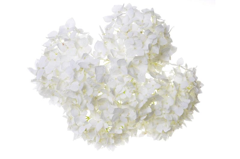 Hydrangeas White - BloomsyShop.com
