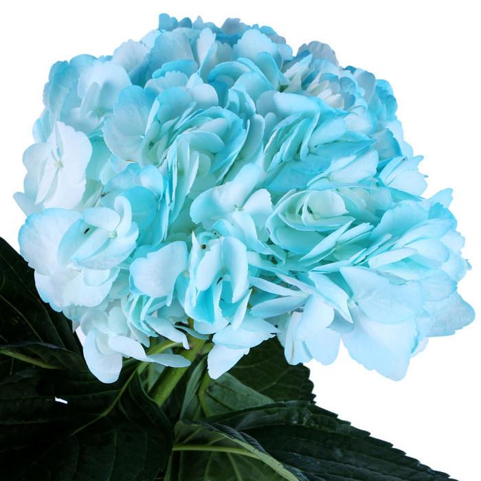 Hydrangea Airbrushed Light Blue - BloomsyShop.com
