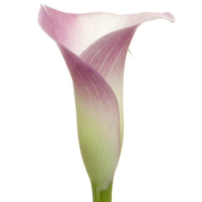 Mini Calla Light Pink - BloomsyShop.com