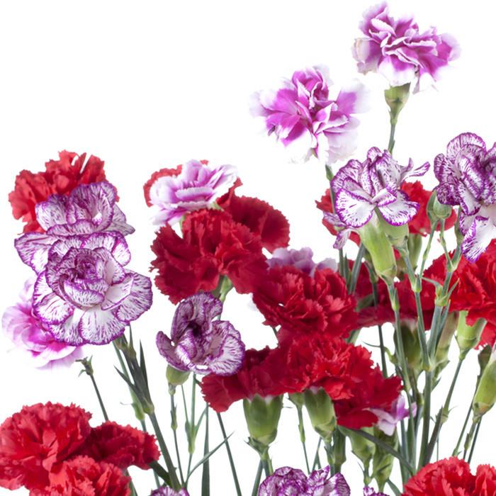 Mini Carnations Assorted - BloomsyShop.com