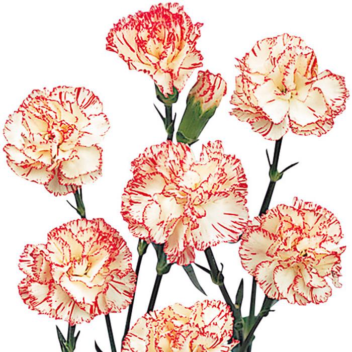 Mini Carnations Bicolor White and Red - BloomsyShop.com