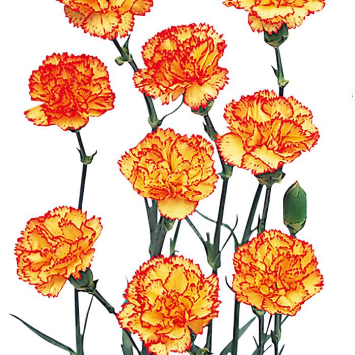 Mini Carnations Bicolor Yellow and Red - BloomsyShop.com