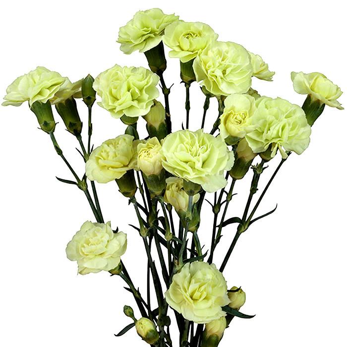 Mini Carnations Green - BloomsyShop.com