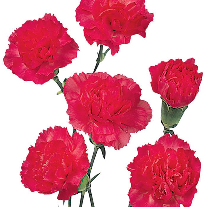 Mini Carnations Hot Pink - BloomsyShop.com