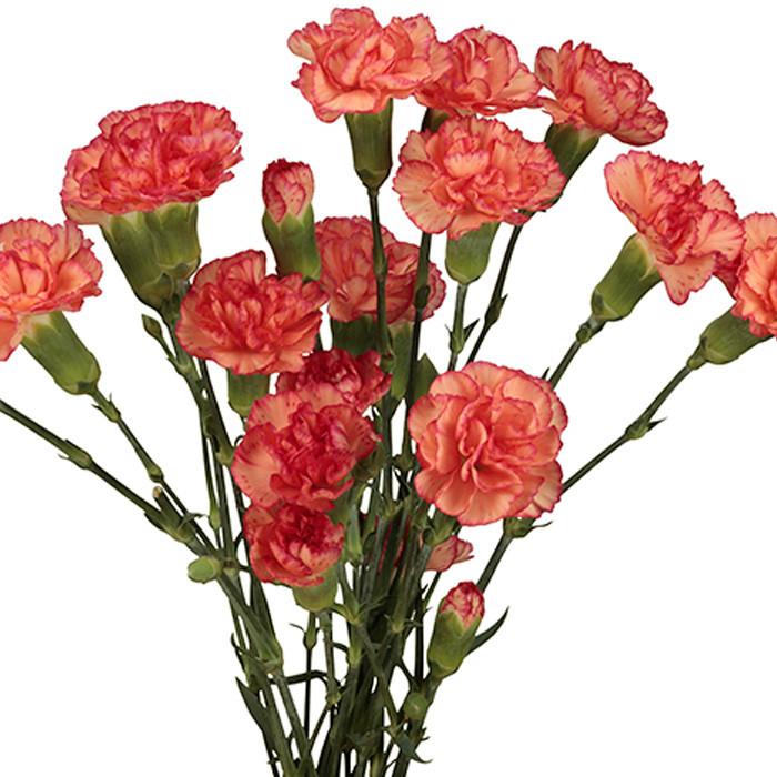 Mini Carnations Orange - BloomsyShop.com