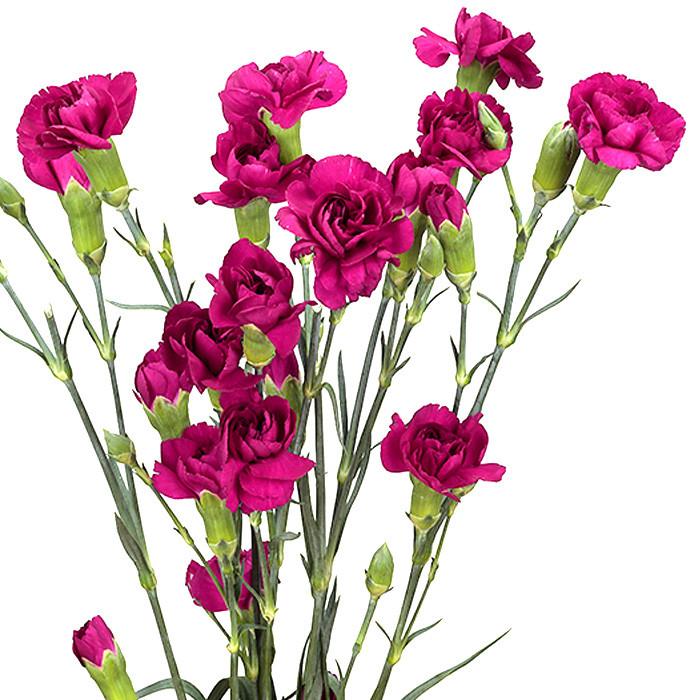 Mini Carnations Purple - BloomsyShop.com
