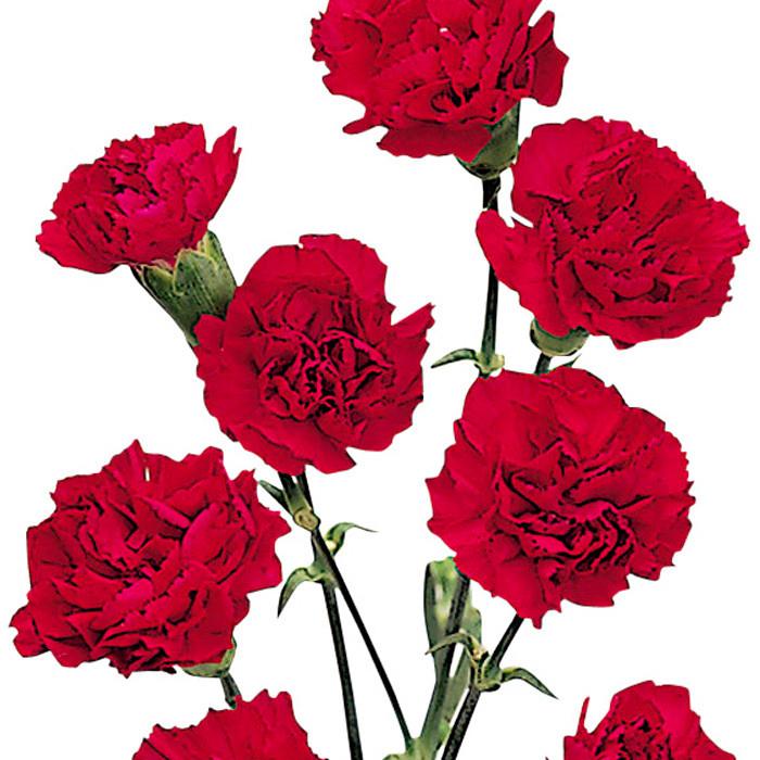 Mini Carnations Red - BloomsyShop.com