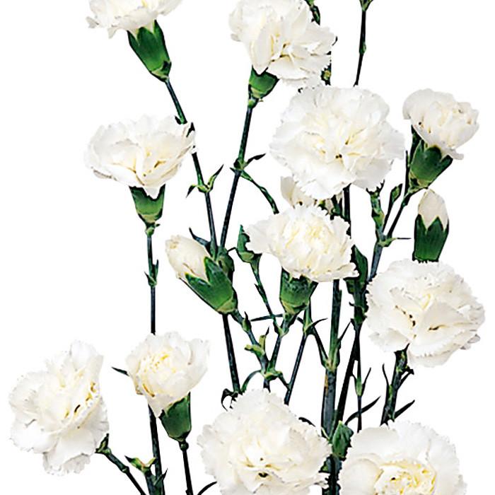 Mini Carnations White - BloomsyShop.com