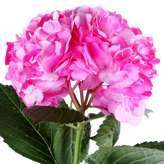 Hydrangea Airbrushed Nevada Hot Pink - BloomsyShop.com
