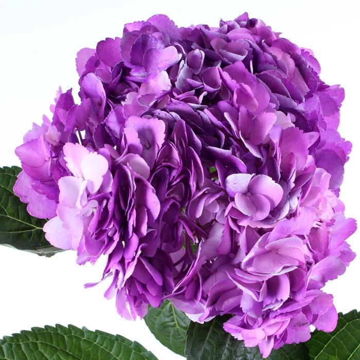 Hydrangea Airbrushed Nevada Lilac - BloomsyShop.com