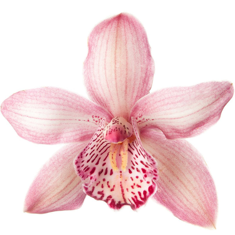 Cymbidium Orchids Pink - BloomsyShop.com