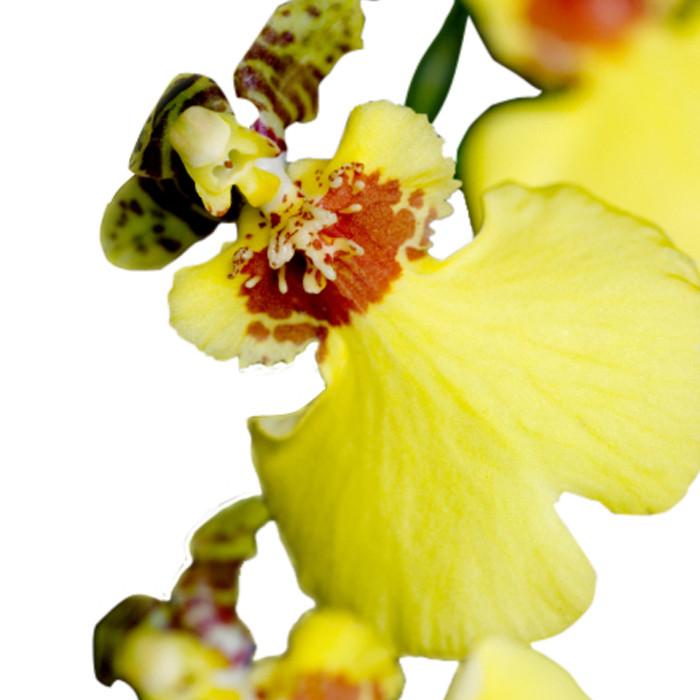 Oncidium Orchids Yellow - BloomsyShop.com