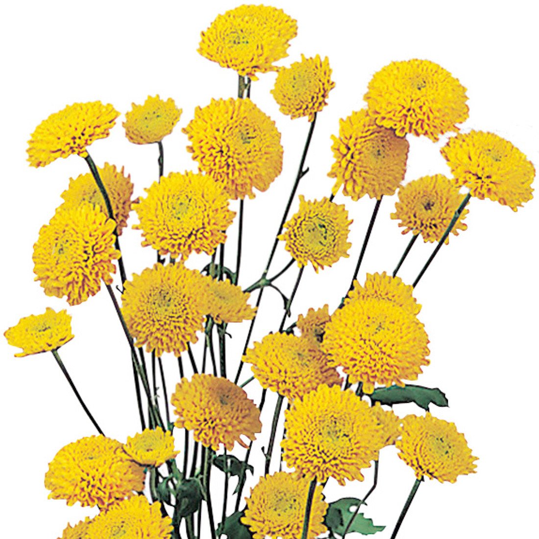 Yellow Daisy Pom Poms Flowers for Sale