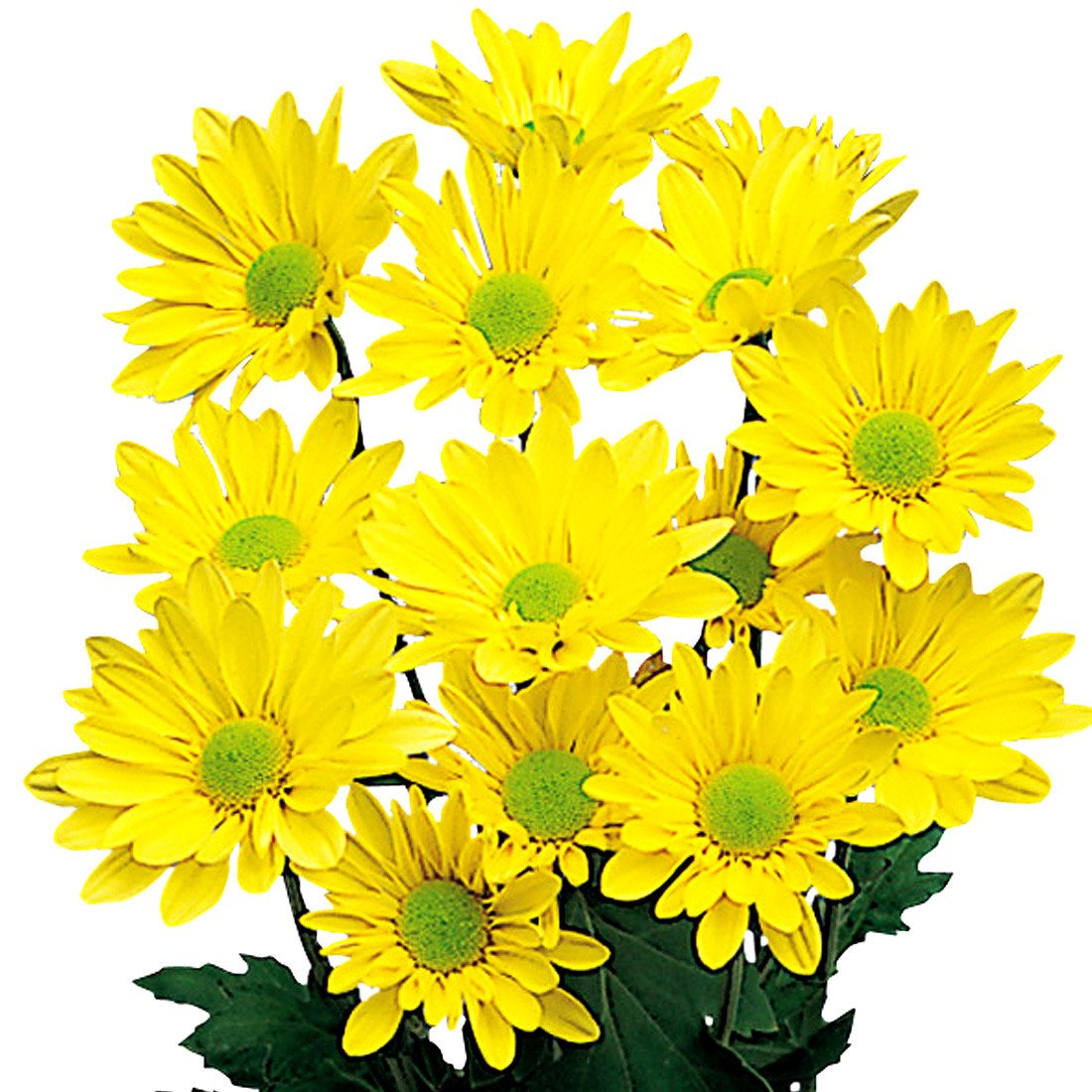 Yellow Daisy Pom Poms Flowers for Sale