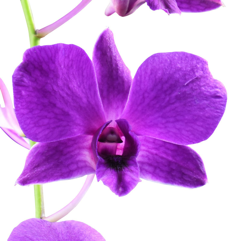 Dendrobium Orchids Pompadour