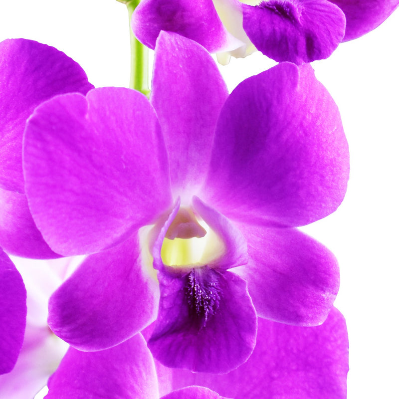 Dendrobium Orchids Queen Pink