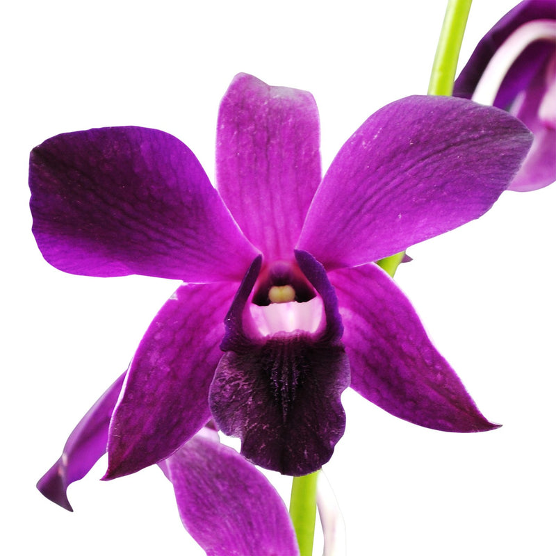 Dendrobium Orchids Redbull