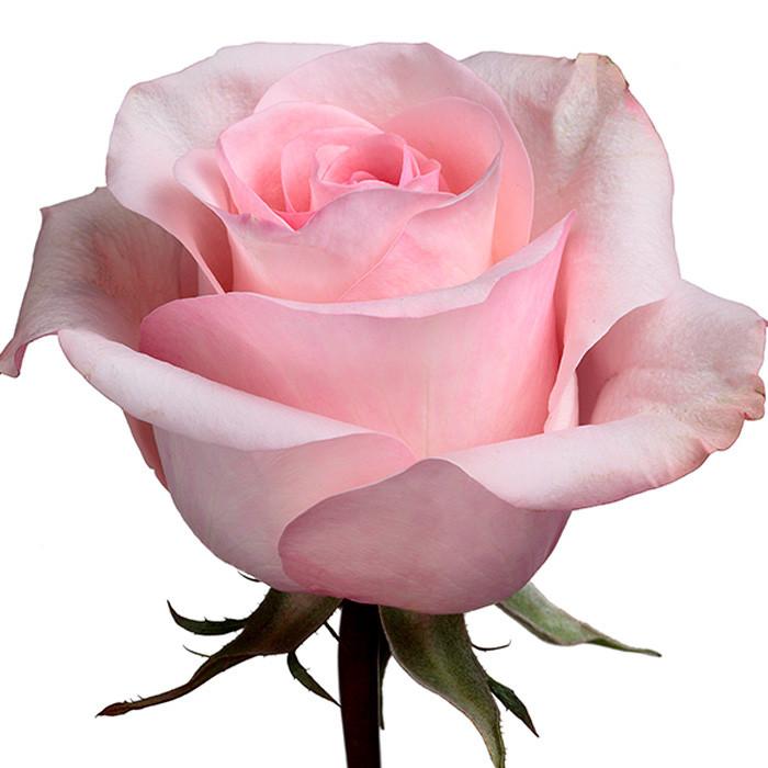 Roses Light Pink Arleen - BloomsyShop.com