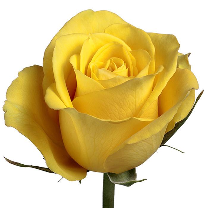Roses Yellow Bikini - BloomsyShop.com