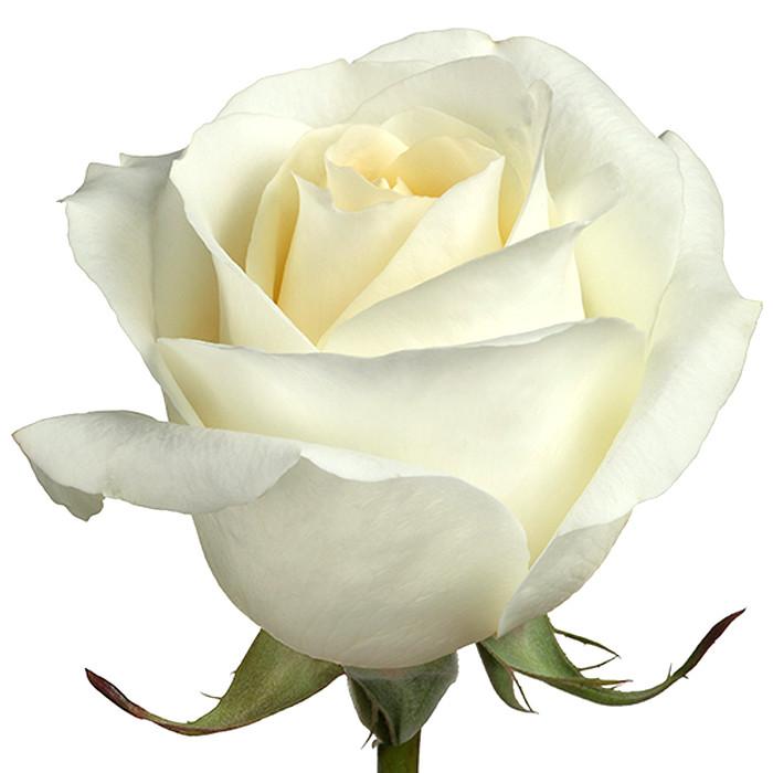 Roses White Blizzard - BloomsyShop.com