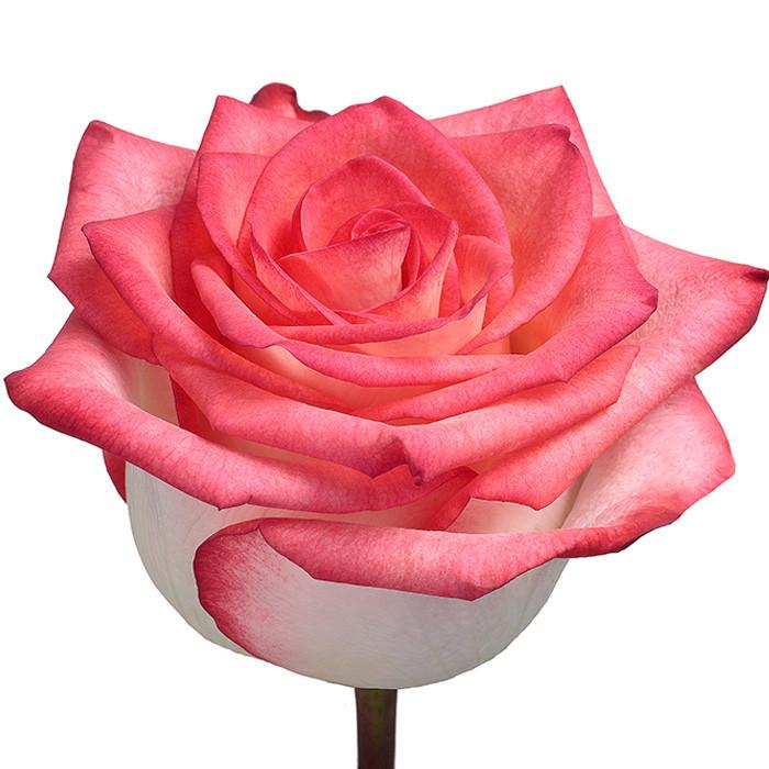 Roses Novelties Blush - BloomsyShop.com
