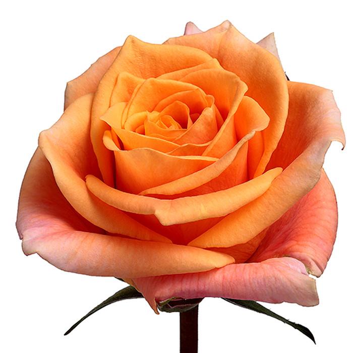 Roses Orange Caramba - BloomsyShop.com