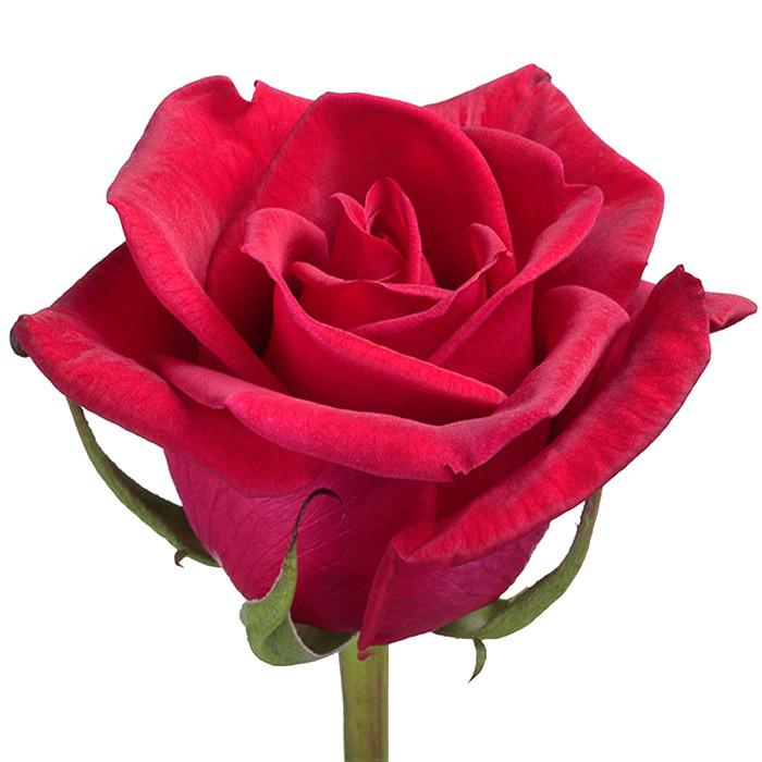 Roses Red Cherry Love - BloomsyShop.com
