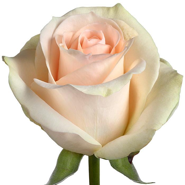 Roses Cream/Peach Clear Ocean - BloomsyShop.com
