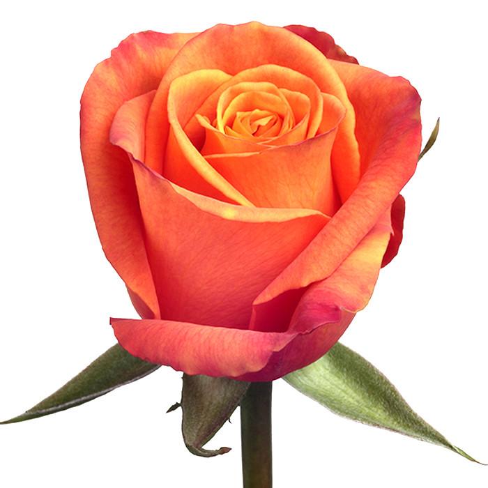 Roses Orange Confidential - BloomsyShop.com