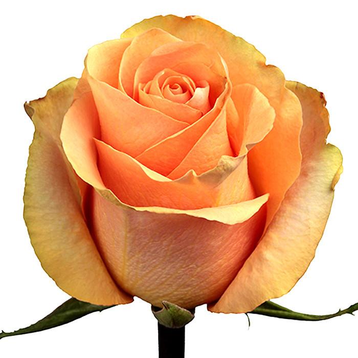Roses Peach Cuenca - BloomsyShop.com