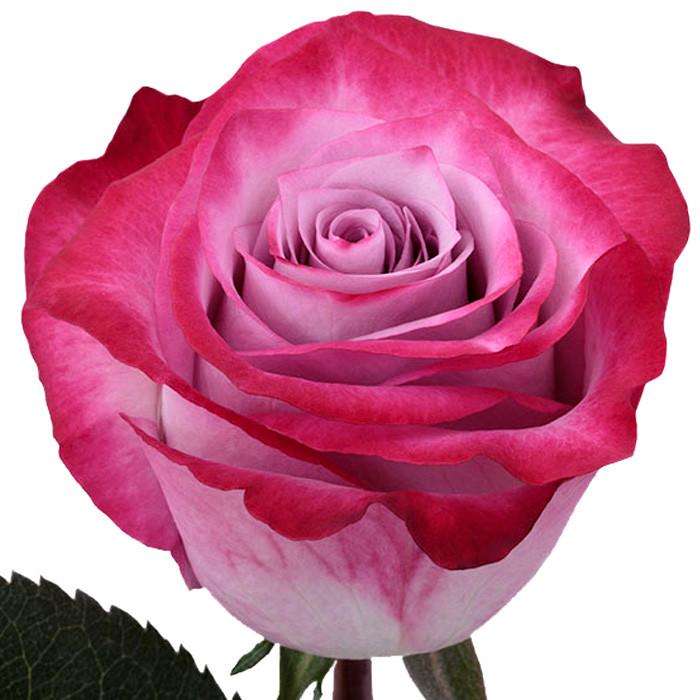 Roses Lavender Deep Purple - BloomsyShop.com