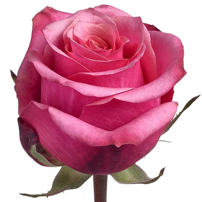 Roses Bicolor Pink Diamond Jubilee - BloomsyShop.com