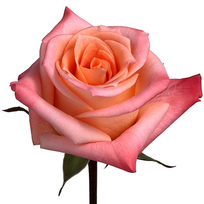 Roses Orange Donna - BloomsyShop.com